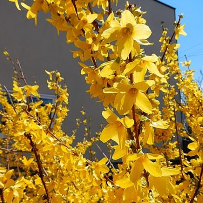 はな Hana お花の時間 シロタエギク セントーレア 未来工房