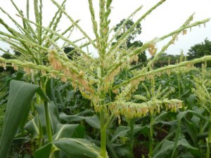 未来工房 花との生活 手作りモノづくり 茨木