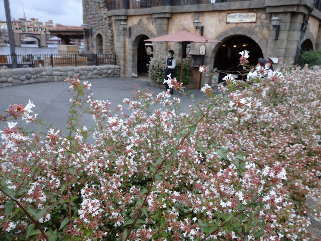 はな Hana お花の時間 ディズニーシーの植物 未来工房