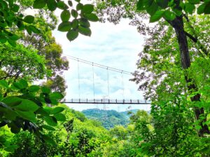 =若園公園バラ園(茨木市)=